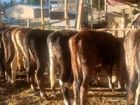 İnək, Broun-dağ — foto 3