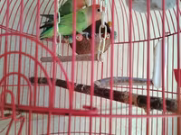 Məhsul: Qırmızı asma quş qəfəsi aksesuarlar, 1 cut popuqaylar lovebird — foto 2