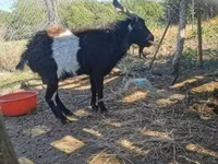 बकरा, Pomellata goat — फ़ोटो 1