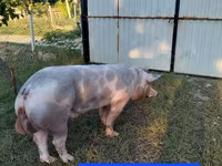 Knur, Świnie — zdjęcie 3