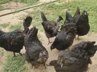 Chickens — photo 3