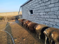 绵羊（批次，未指定性别）, Sheep — 照片 5