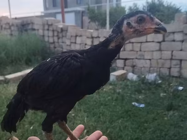 Chickens — Azerbaijan