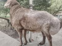 Qoyunlar (partiya, cinsi göstərilməyib), Arashan sheep — foto 6