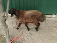 公羊, Sheep — 照片 2