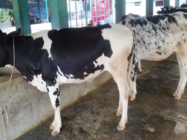 İnək, Russian Black pied cattle