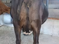 Vaca, Ganado vacuno — foto 3