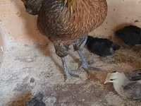 فينيكس — الصورة 2