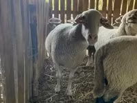 Ovelha, Merinoland sheep — foto 2