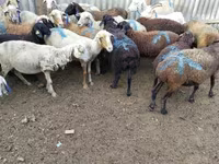 Qoç, Qoyunlar — foto 2