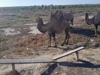 Dişi dəvə, Kazakh Bactrian camel — foto 2