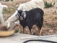 Goat, Goats — photo 3
