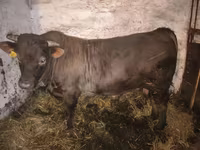 Buğa, Charolais cattle — foto 8