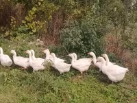 Geese — Foto 2