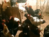 Chickens — photo 2