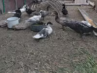 Turkeys — الصورة 3