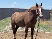 Koń, Kazakh horse — zdjęcie 2