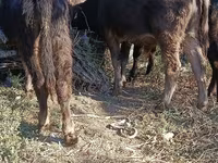 Byk, Simmental cattle — zdjęcie 7
