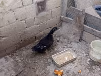 Ducks — foto 5