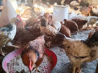 Chickens — foto 1