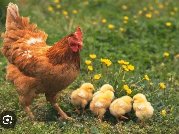 Chickens — Azərbaycan