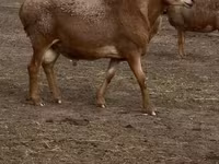 Qoyun, Arashan sheep — foto 1