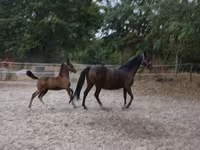 母马, Lipizzaner — 照片 1