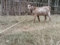 Goats (batch, sex not specified), Goats — photo 3