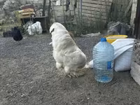Chickens — foto 3