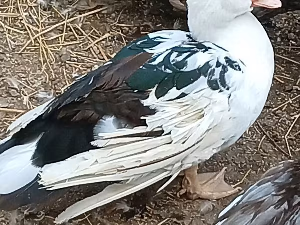 Domestic Muscovy — Azerbaijan