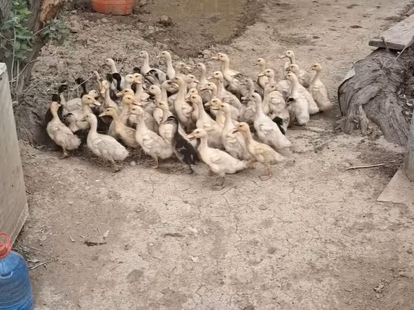 German Pekin