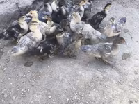 Ducks — फ़ोटो 8