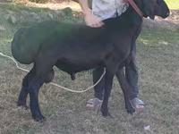 Qoç, Blackheaded Persian sheep — foto 1