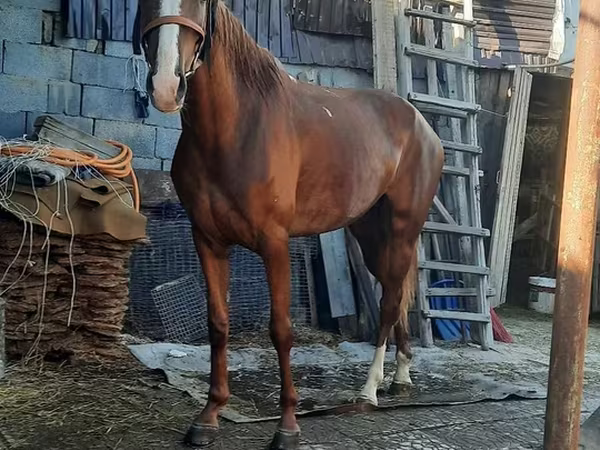母马, Horses