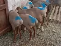 Qoç, Rhon sheep — foto 3