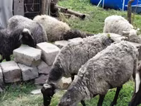 Schaf, Romanov sheep — Foto 2
