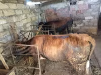 Satışda: mal-qaranın saxlanması üçün tövlə və yemləmə avadanlıqları — foto 1