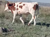 सांड, Simmental cattle — फ़ोटो 2