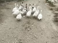 Ducks — photo 3