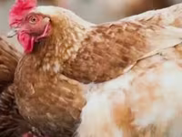 Chickens — Foto 1