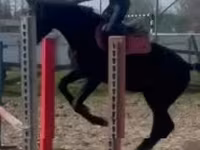 حصان, Hungarian horse breed — الصورة 7