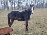 Aygʻir, Hungarian horse breed — 1-rasm