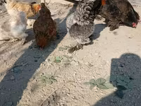 Brahma — Foto 2