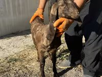 Koza, Kamori goats — zdjęcie 2