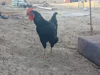Chickens — foto 5