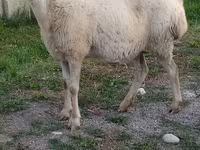 Qoç, Qoyunlar — foto 3