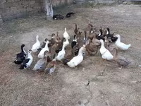 Ducks — photo 5