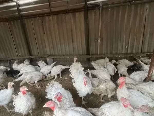Turkeys — أرمينيا