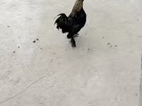 Yapon Bantam — foto 4
