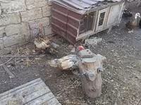 Ducks — الصورة 5